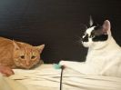 Oscar & Derek 3